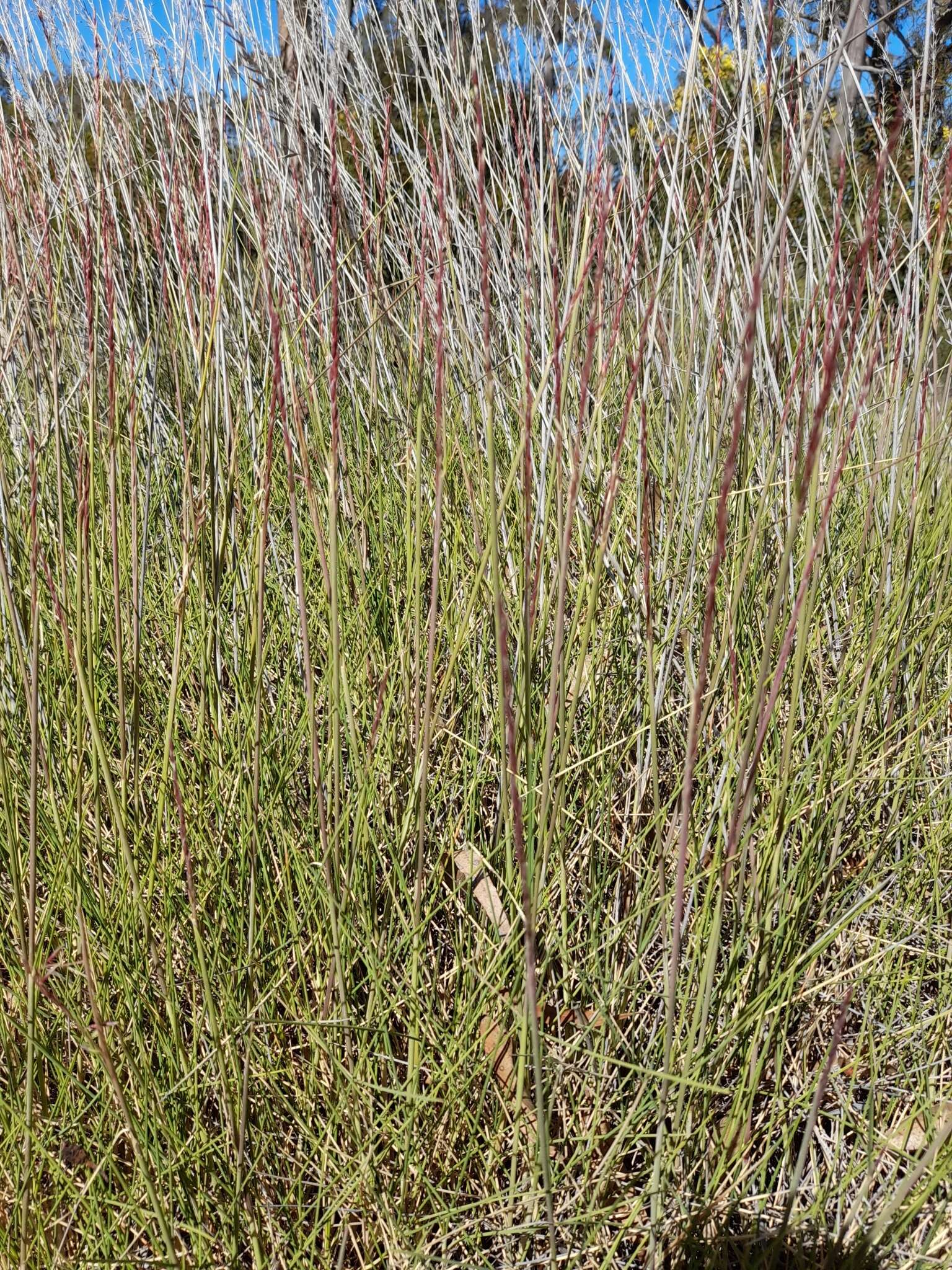 Image de Triodia scariosa N. T. Burb.