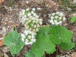 Image of Petasites albus (L.) Gaertn.