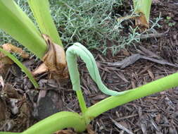 Image of Wild Taro