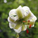 Image of <i>Lilium ledebourii</i> (Baker) Boiss.