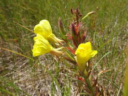 Image of evening primrose