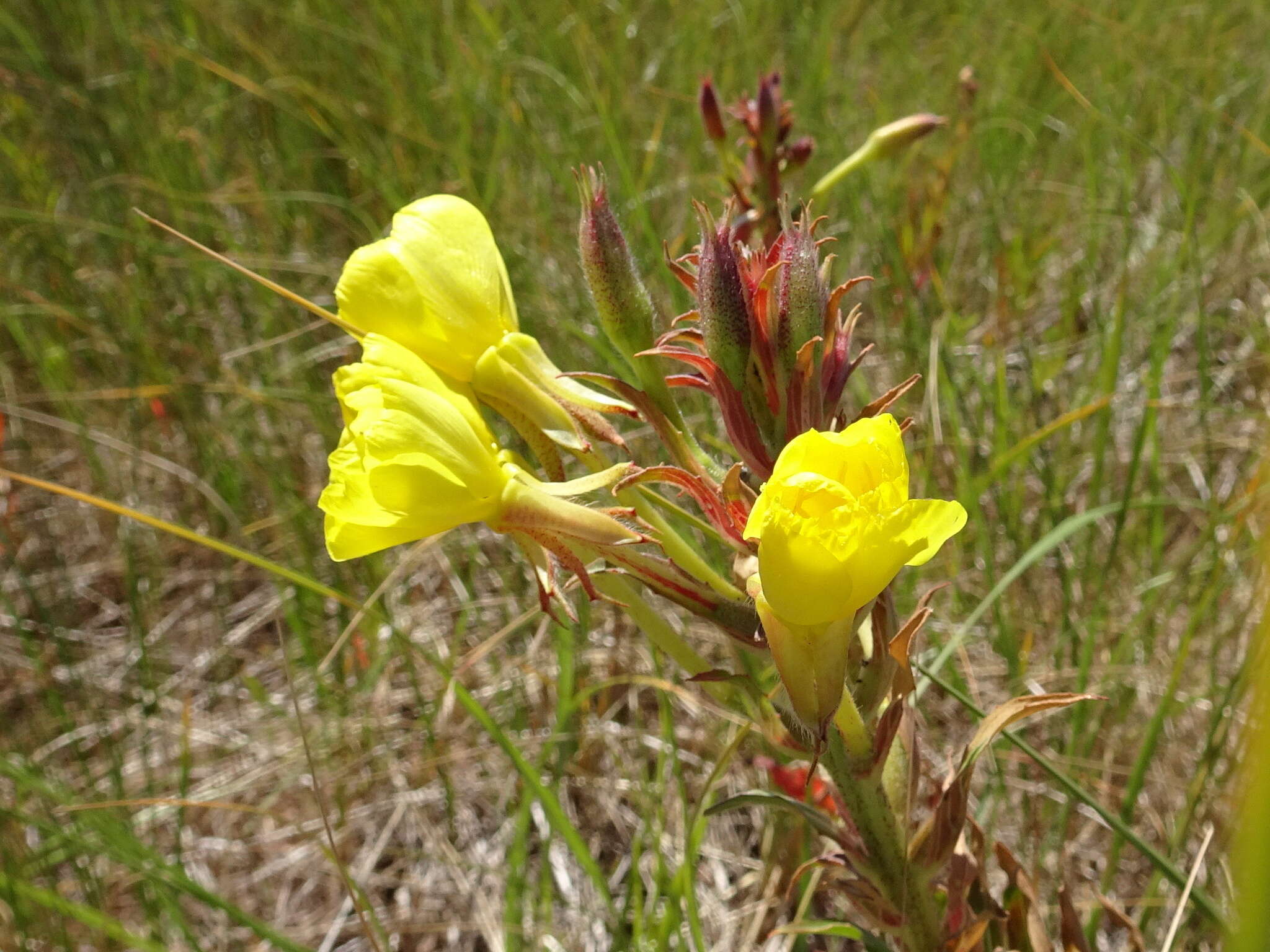 Image of evening primrose