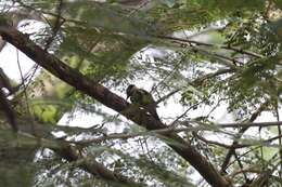 Image of Freckle-breasted Woodpecker