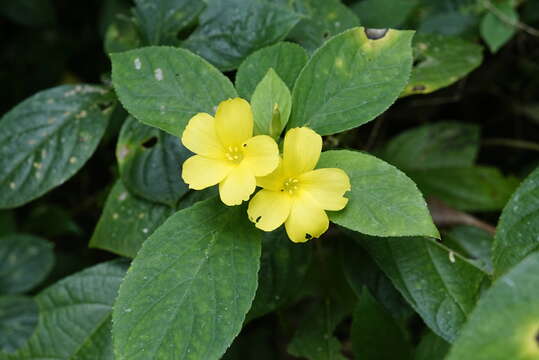 Imagem de Turnera ulmifolia L.