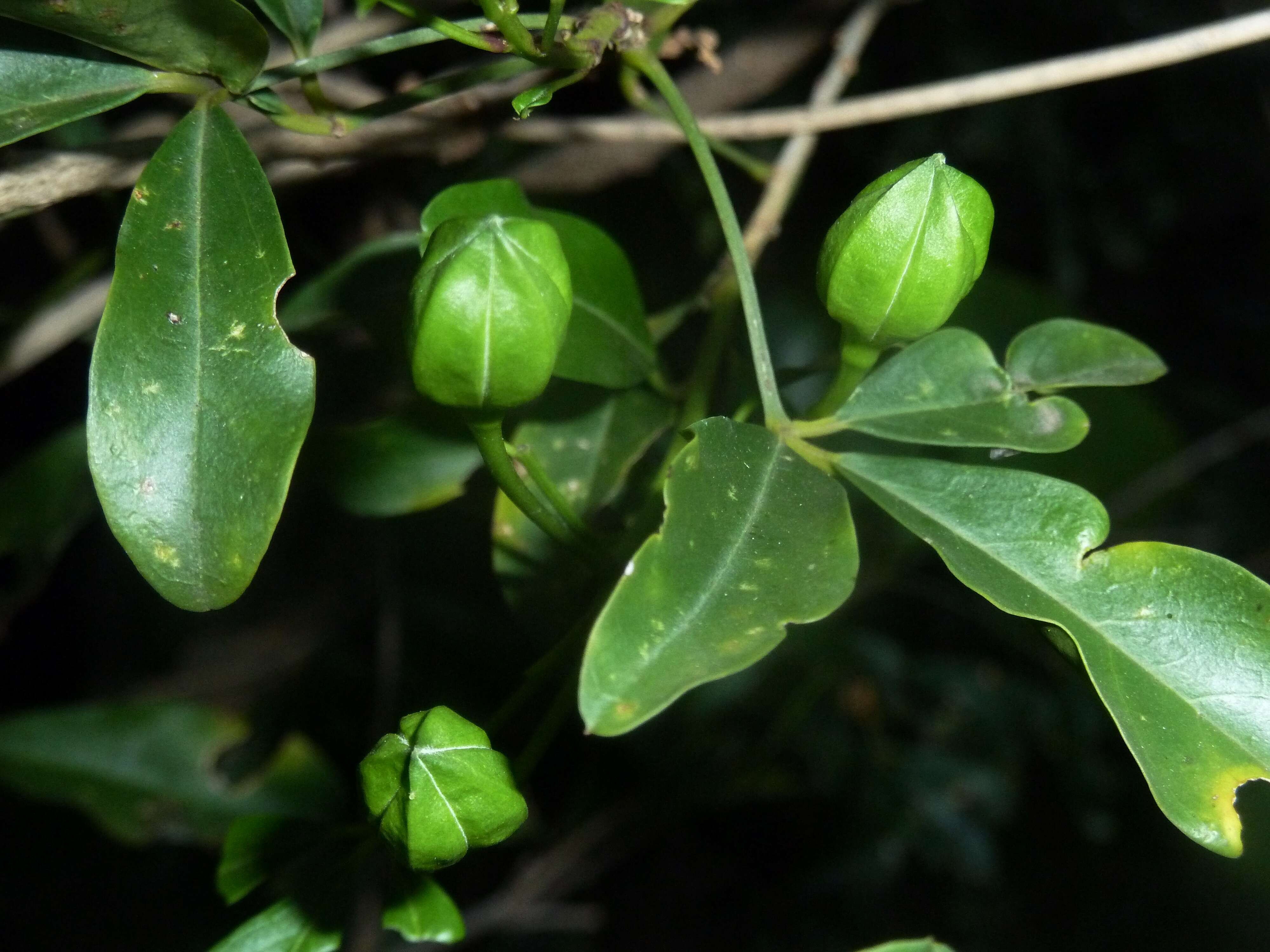 Image of Maerua cafra