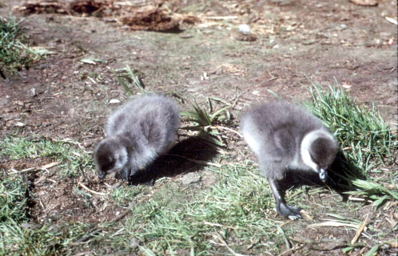 Image of Hawaiian goose