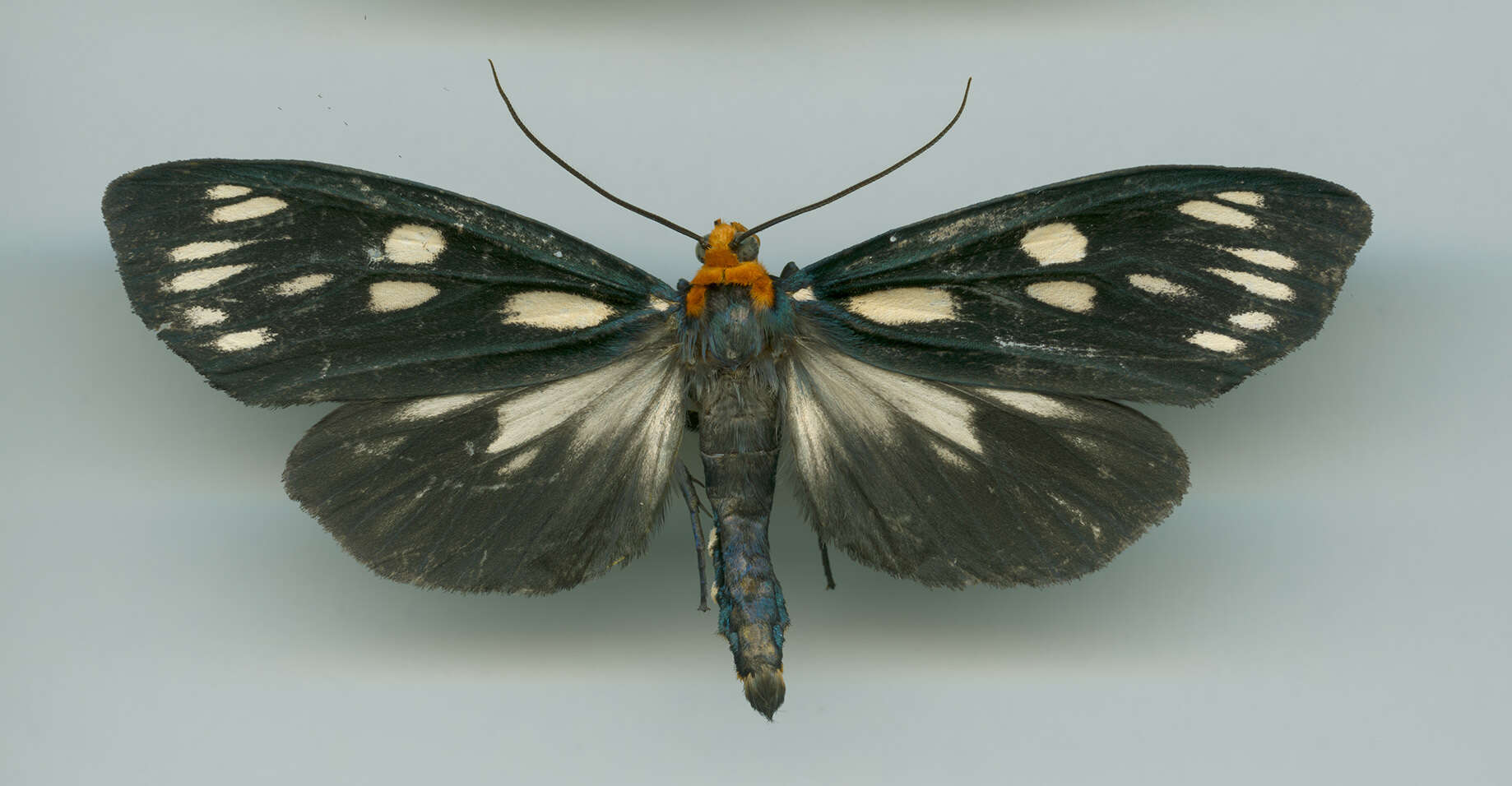 Imagem de Macrobrochis gigas Walker 1854
