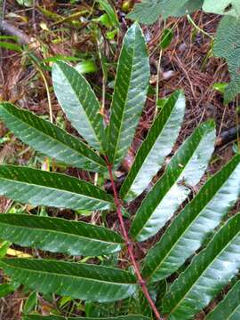 Imagem de Brunellia mexicana Standl.