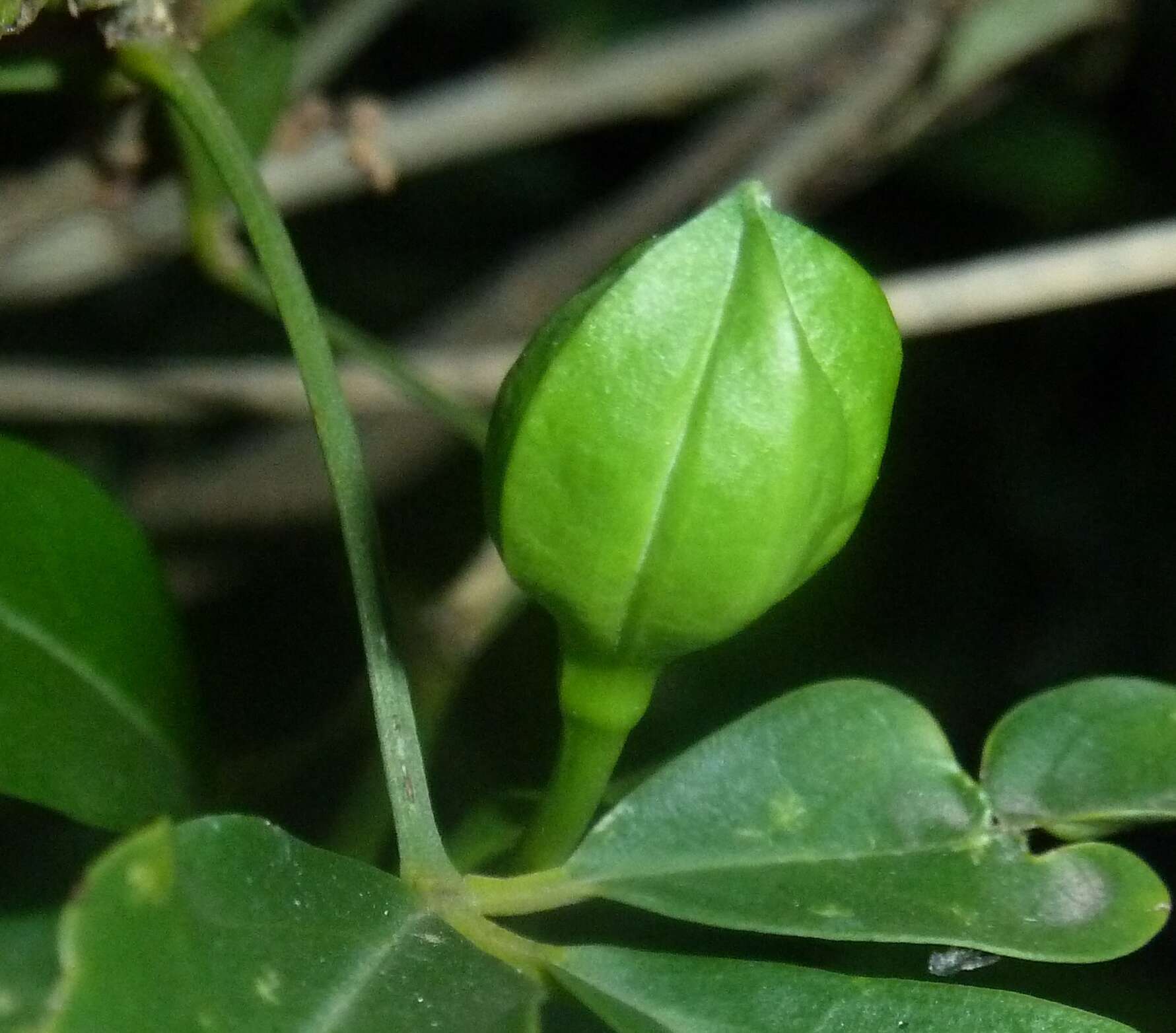 Image de Maerua cafra