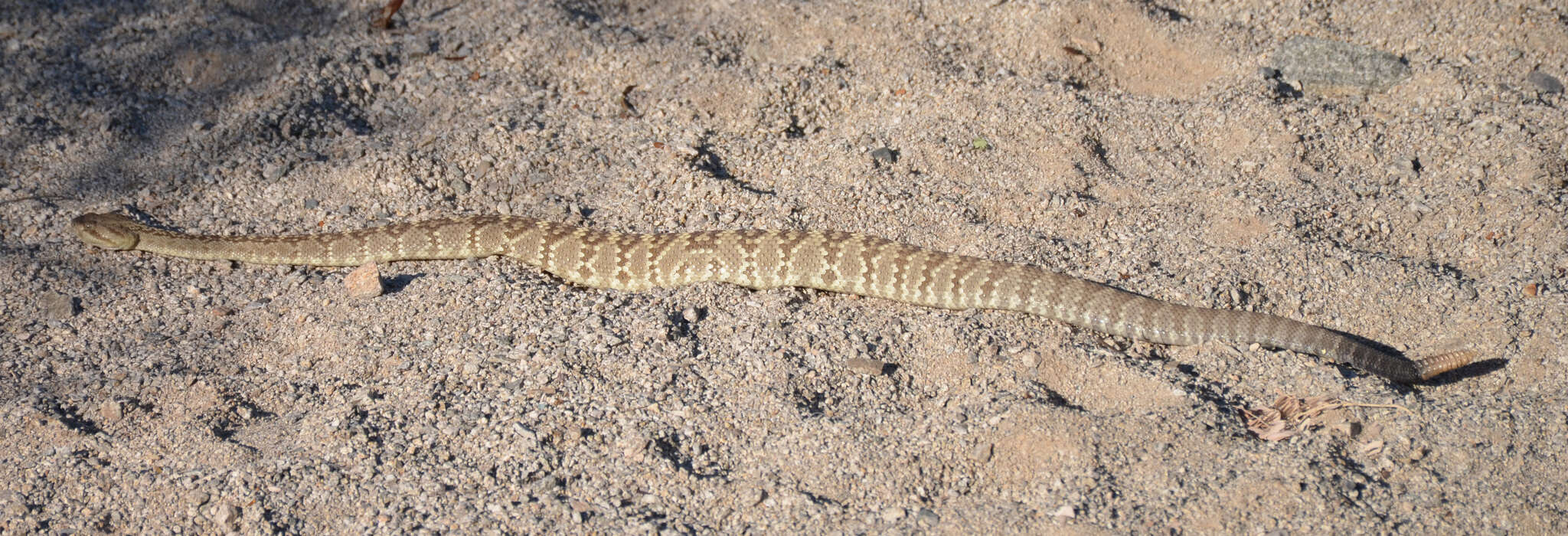 Image of Crotalus molossus molossus Baird & Girard 1853