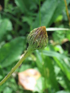 Leibnitzia anandria (L.) Nakai的圖片