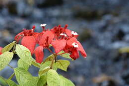 Image of red mussaenda