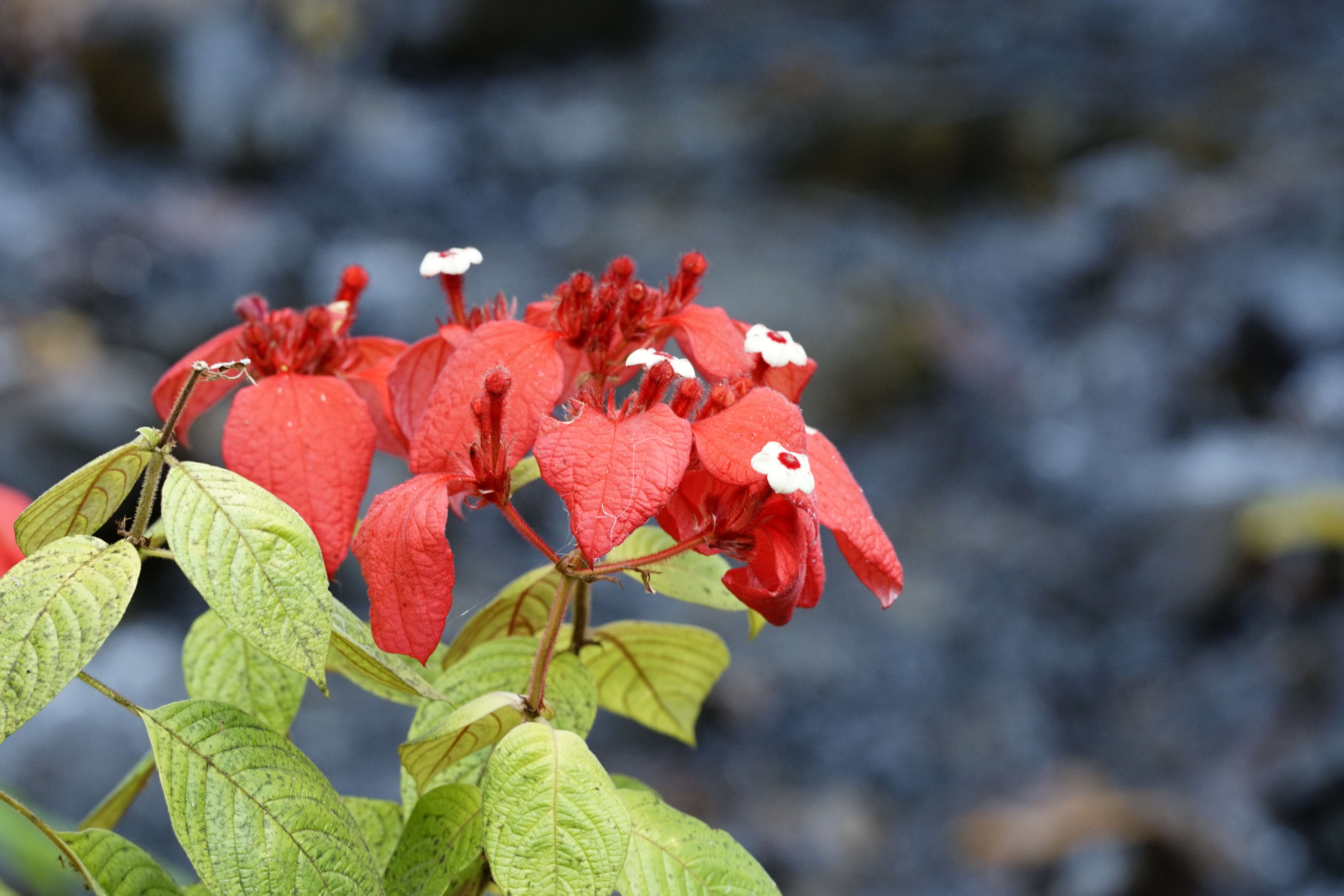 Image of red mussaenda