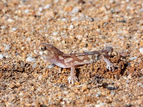 Pachydactylus amoenus Werner 1910 resmi