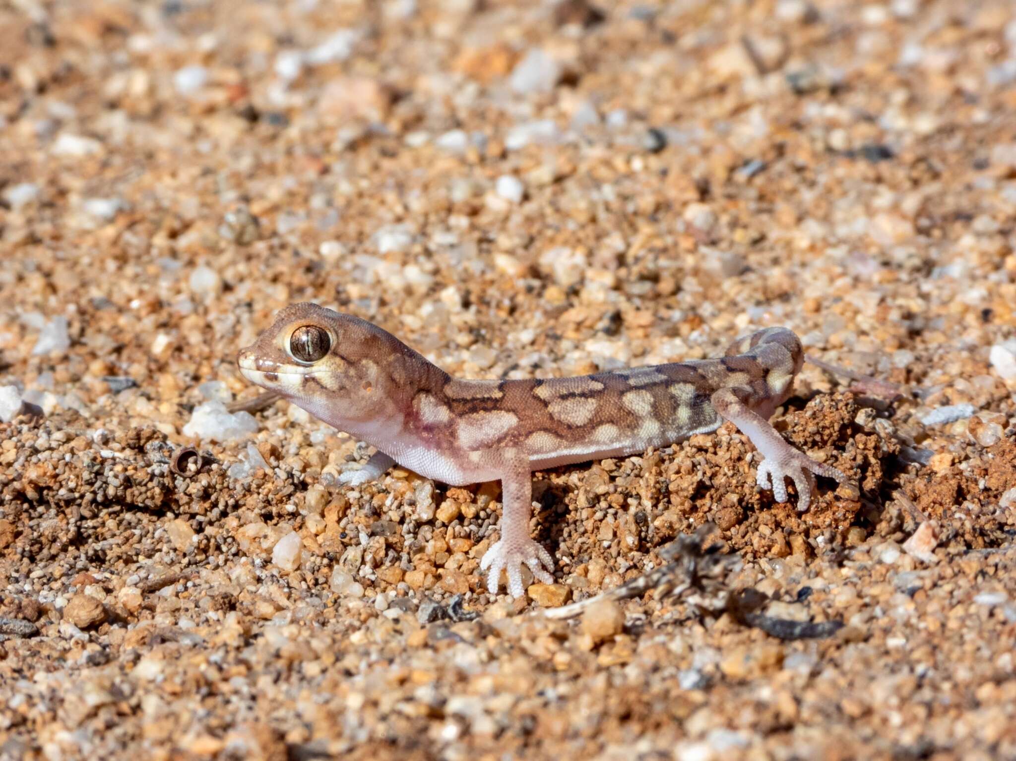 Image of Pachydactylus amoenus Werner 1910