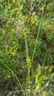 Image of Fewseed sedge