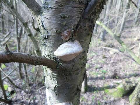 Image of Phellinus pomaceus (Pers.) Maire 1933