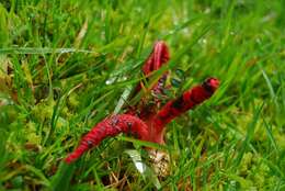 Image of octopus stinkhorn