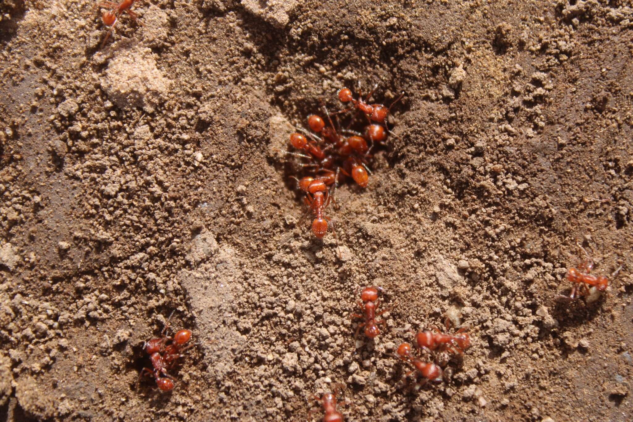 Image of Pogonomyrmex subnitidus Emery 1895