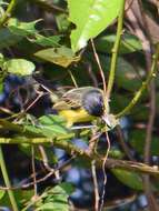 Image of Common Tody-Flycatcher