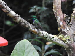 Plancia ëd Urosticte Gould 1853