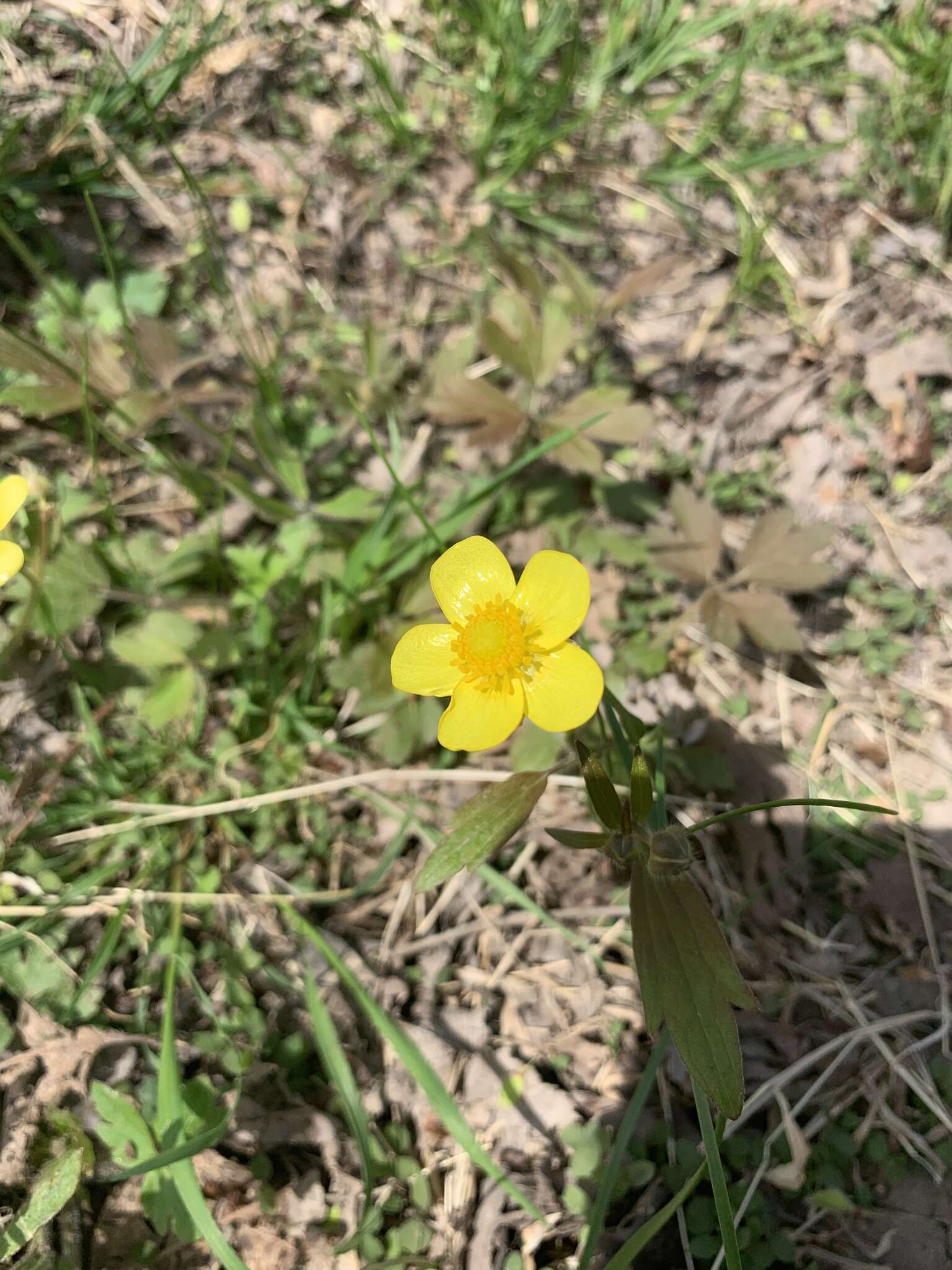 <i>Ranunculus <i>hispidus</i></i> var. hispidus的圖片