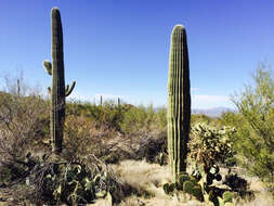 Image of saguaro