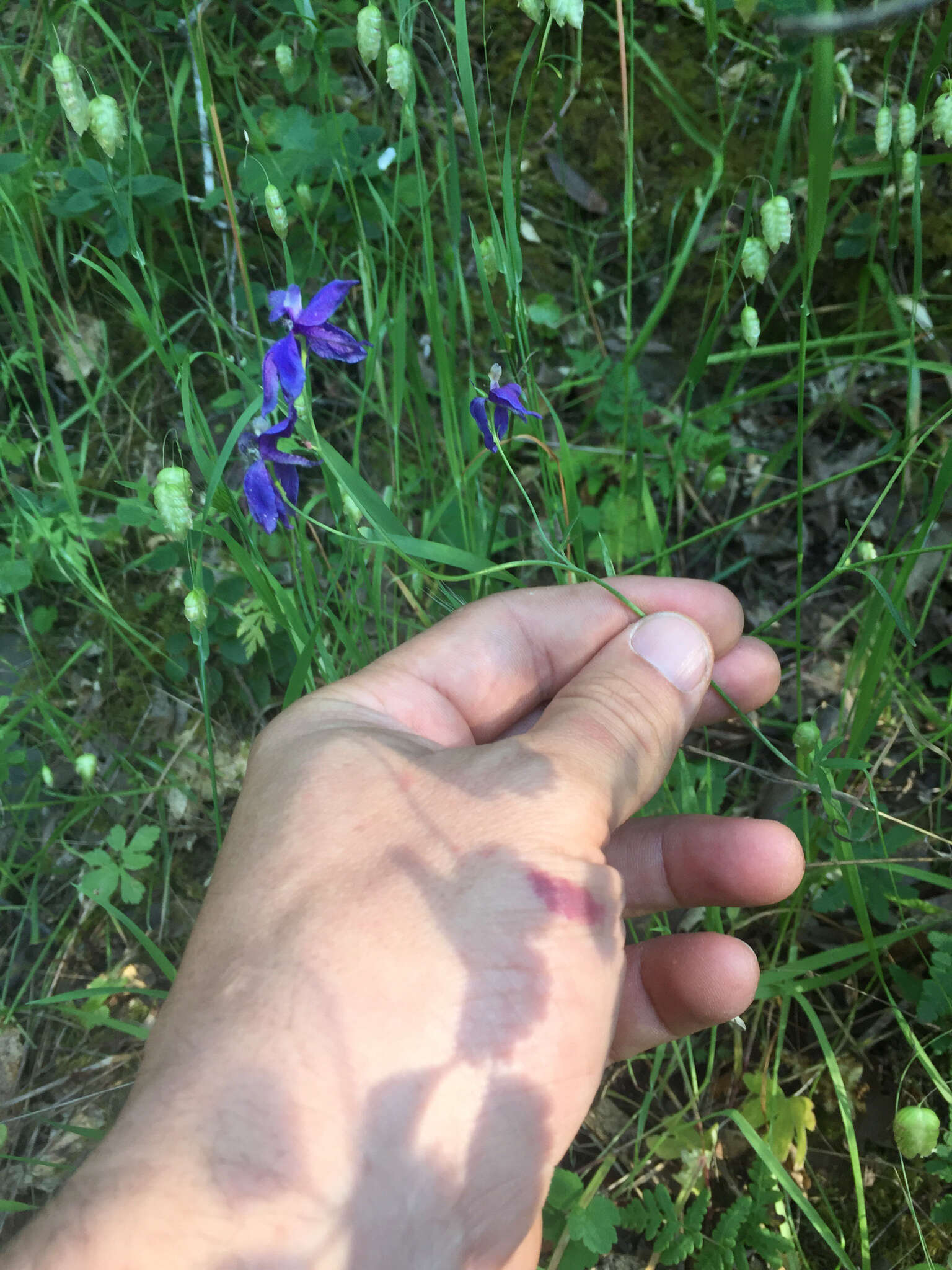 Image of zigzag larkspur