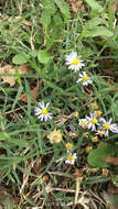 Слика од Symphyotrichum subulatum var. ligulatum S. D. Sundberg