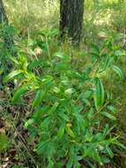 Image of shrubby St. Johnswort