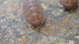 Image of Armadillidium serratum Budde-Lund 1885