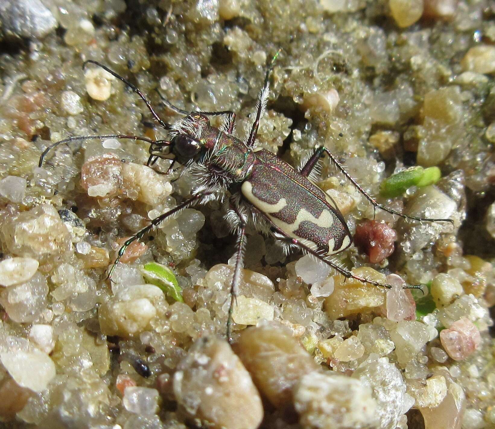 Imagem de Cicindela (Cicindela) repanda repanda Dejean 1825