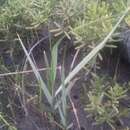 Image of California Cord Grass
