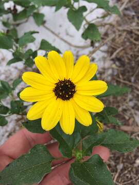 Image of cucumberleaf sunflower