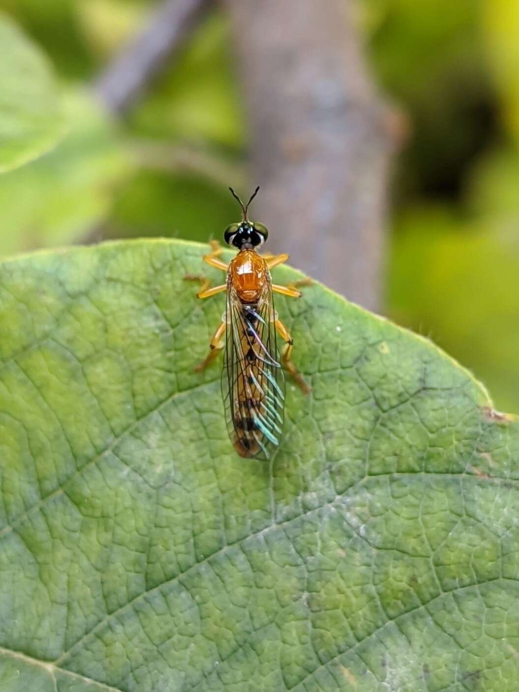 Image of Dioctria rufa Strobl 1906