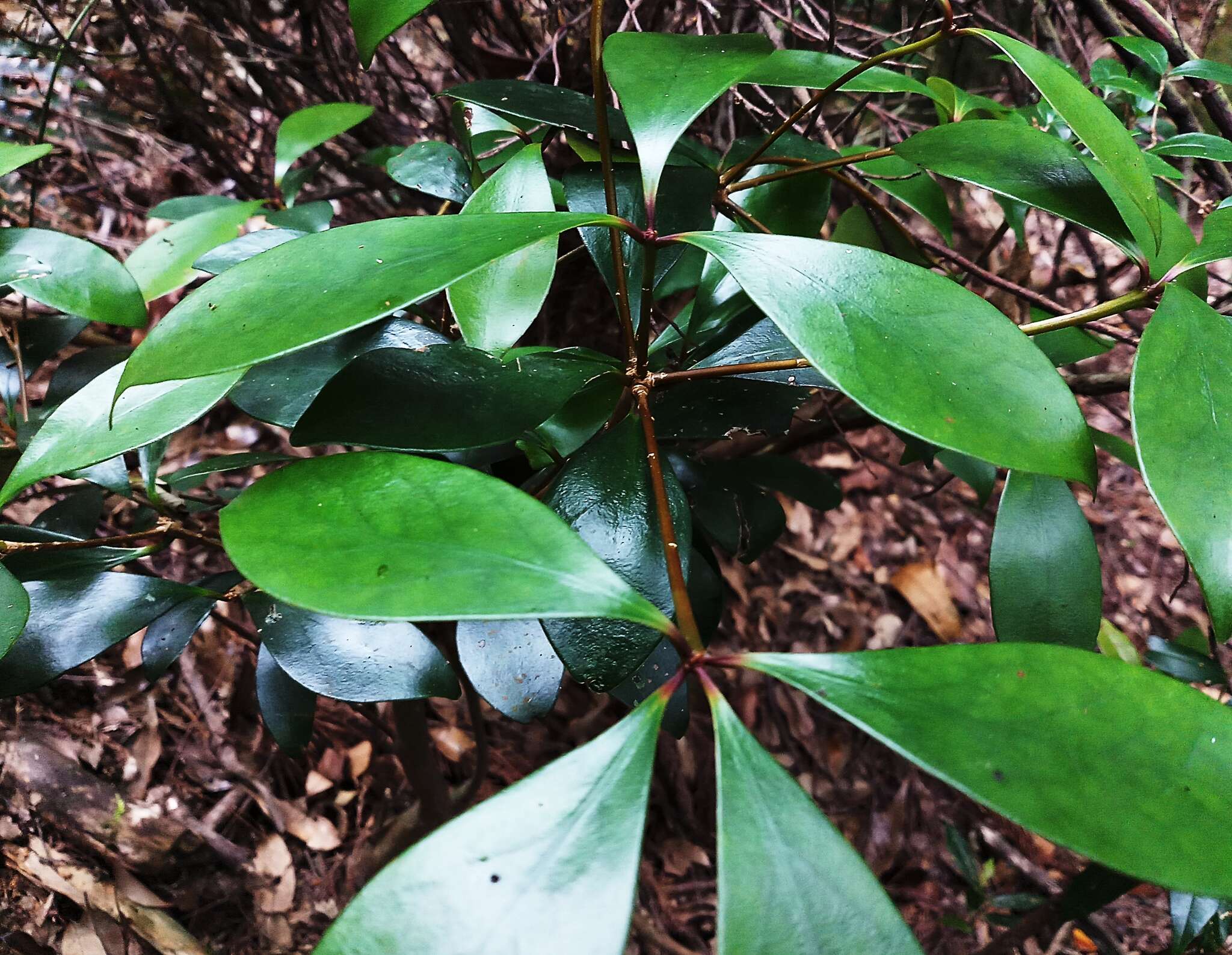 Image of Ternstroemia gymnanthera (Wight & Arn.) Sprague