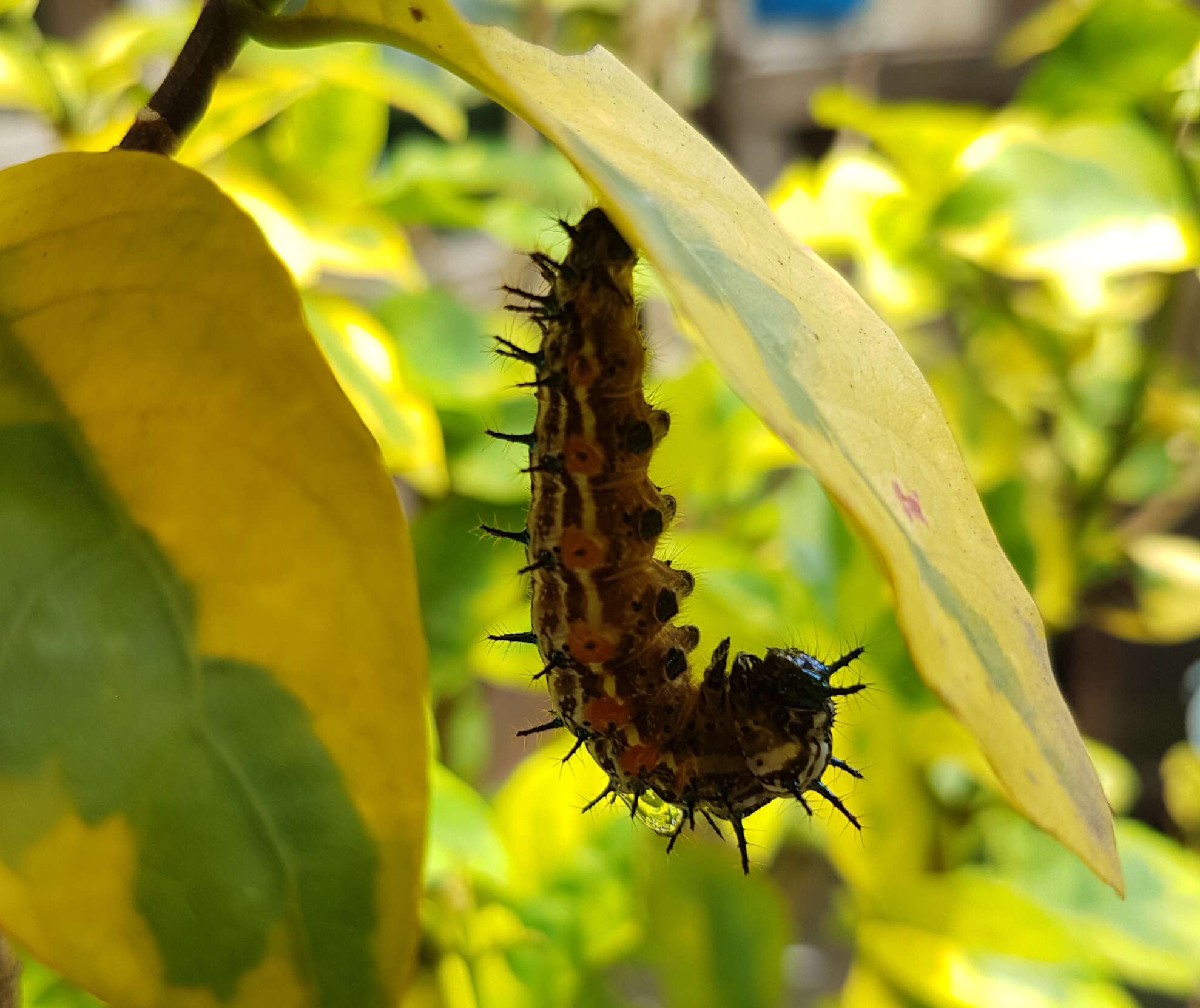 Image of caricature-plant
