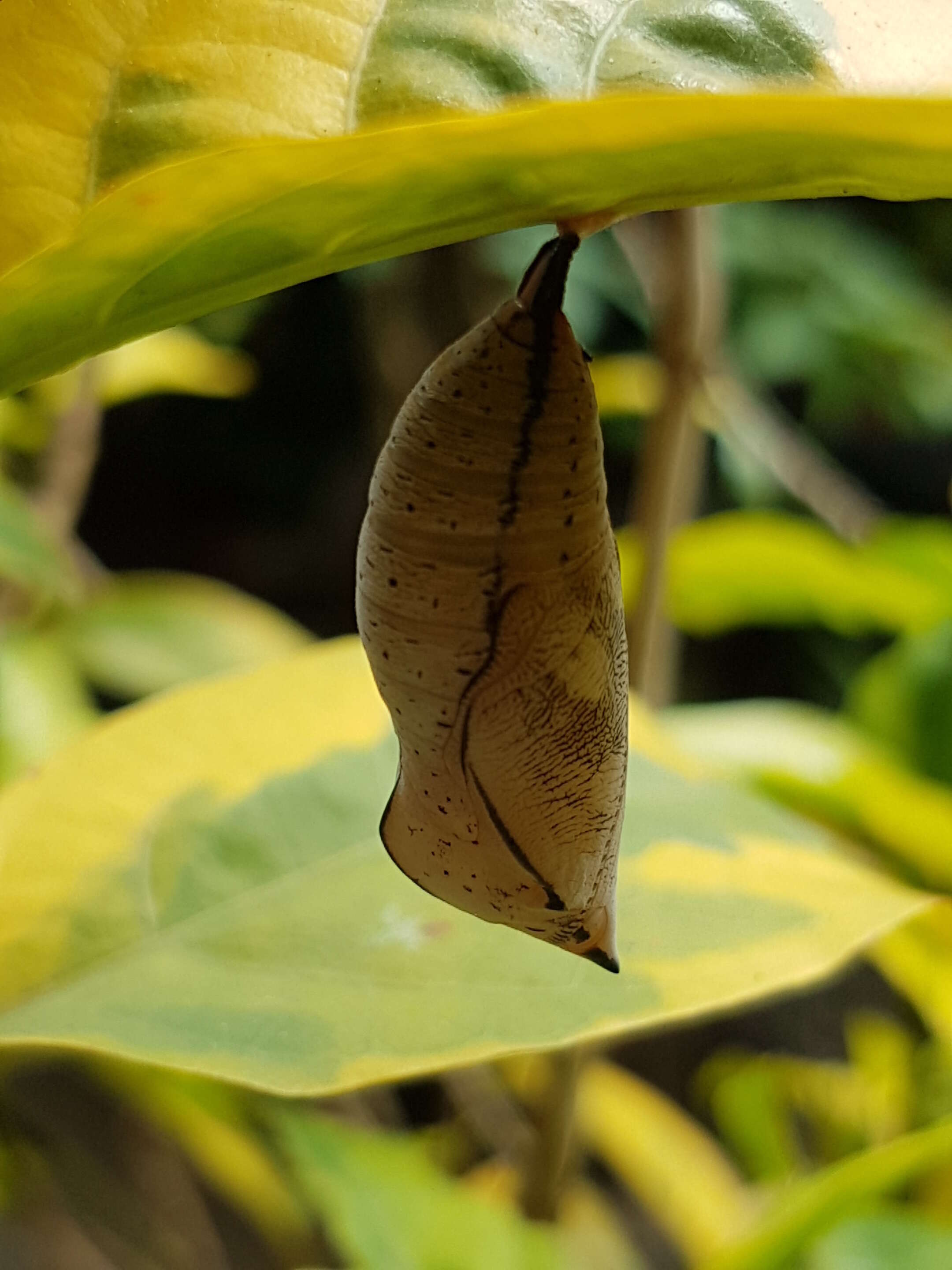 Image of caricature-plant