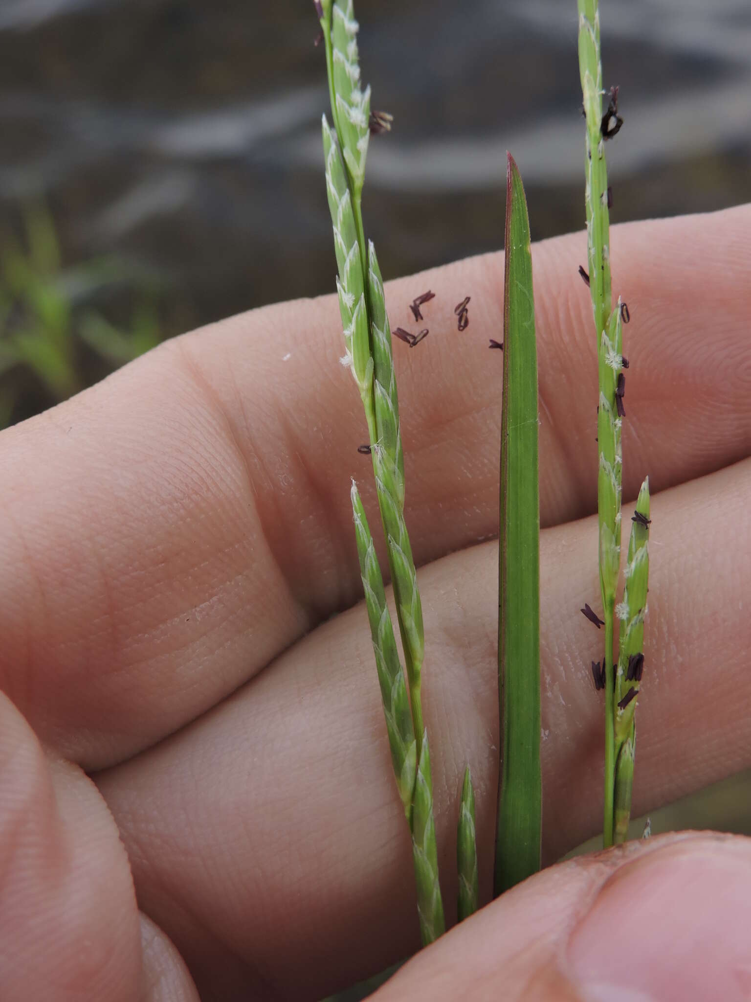 Image of flote-grass, floating sweet-grass