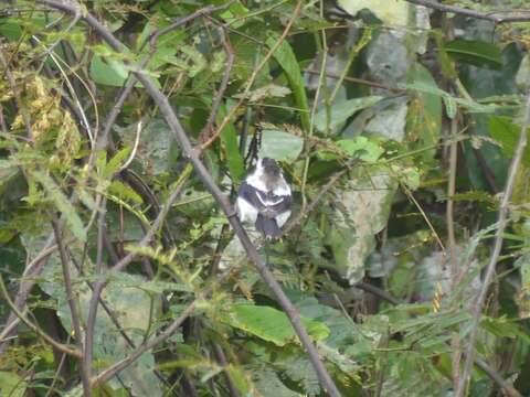 Image of Pied Water Tyrant