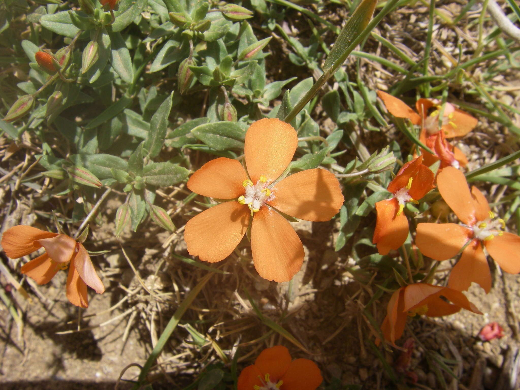 Image of <i>Lysimachia monelli</i>