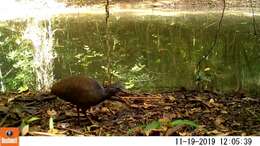 Image of Slaty-breasted Tinamou