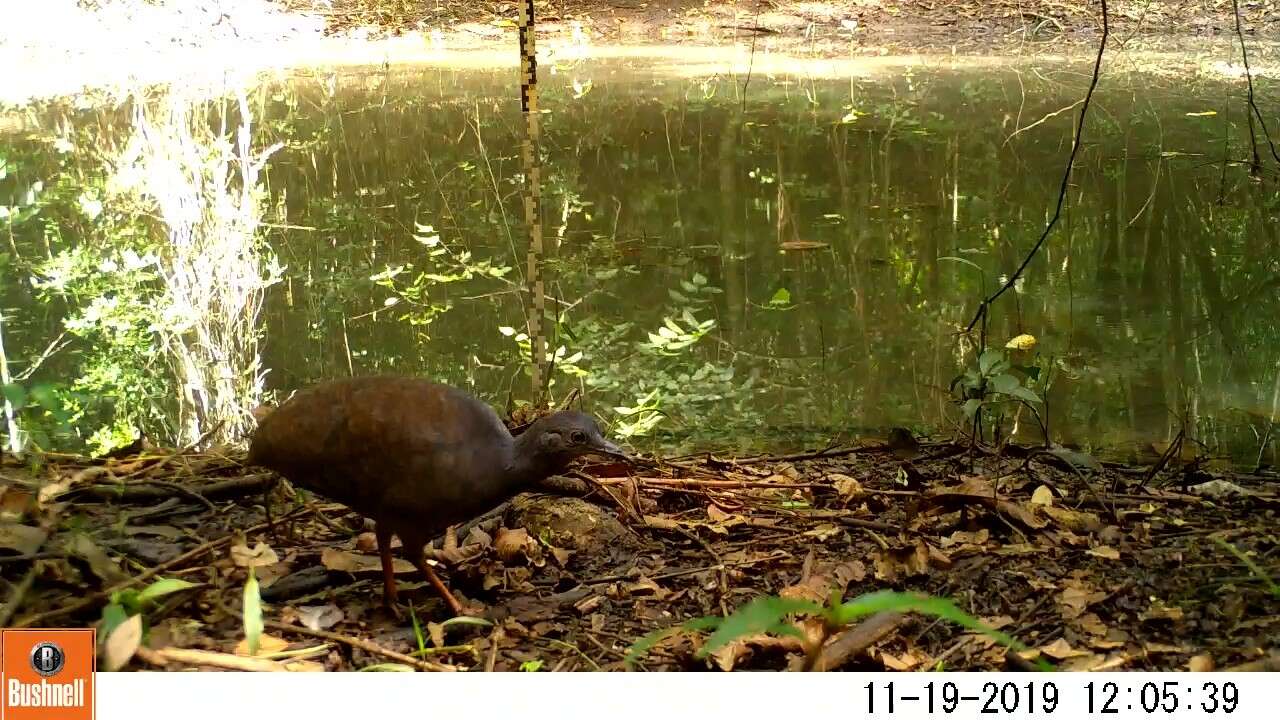 Image of Slaty-breasted Tinamou