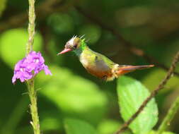 Lophornis adorabilis Salvin 1870 resmi