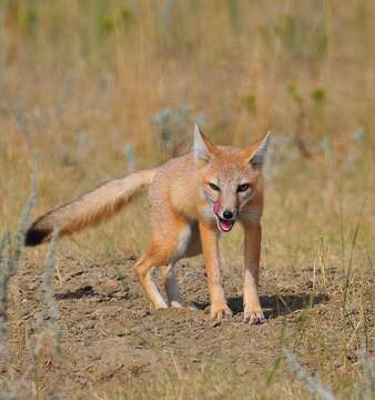 Image of swift fox