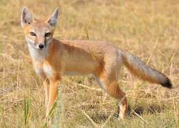Image of swift fox