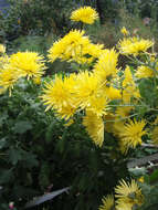 Image of florist's daisy