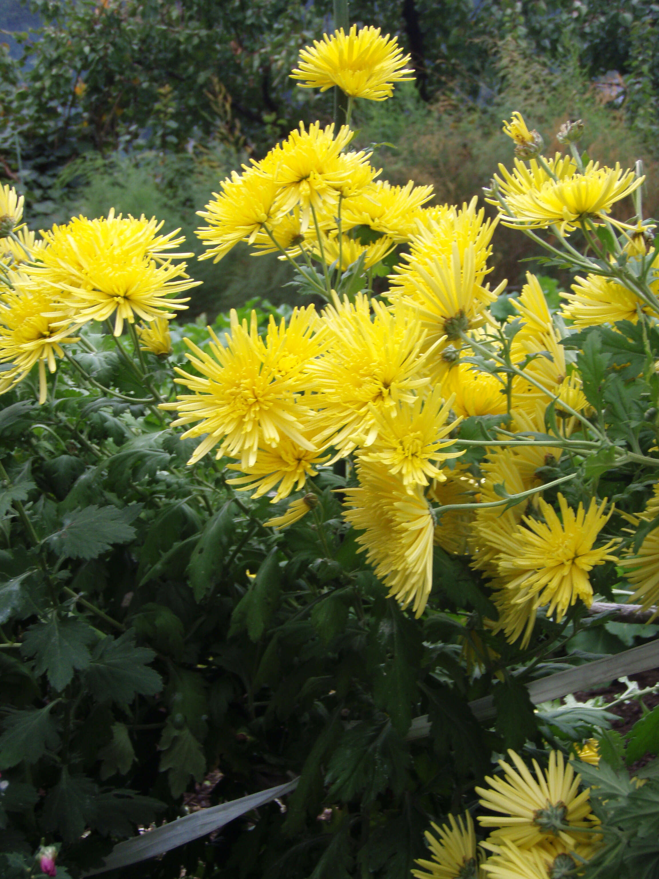 Image of florist's daisy