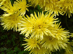 Image of florist's daisy