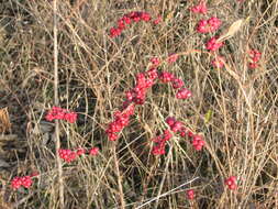 Sivun Symphoricarpos orbiculatus Moench kuva